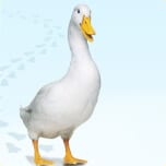 duck